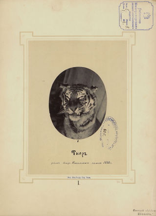 Тигр. 1888