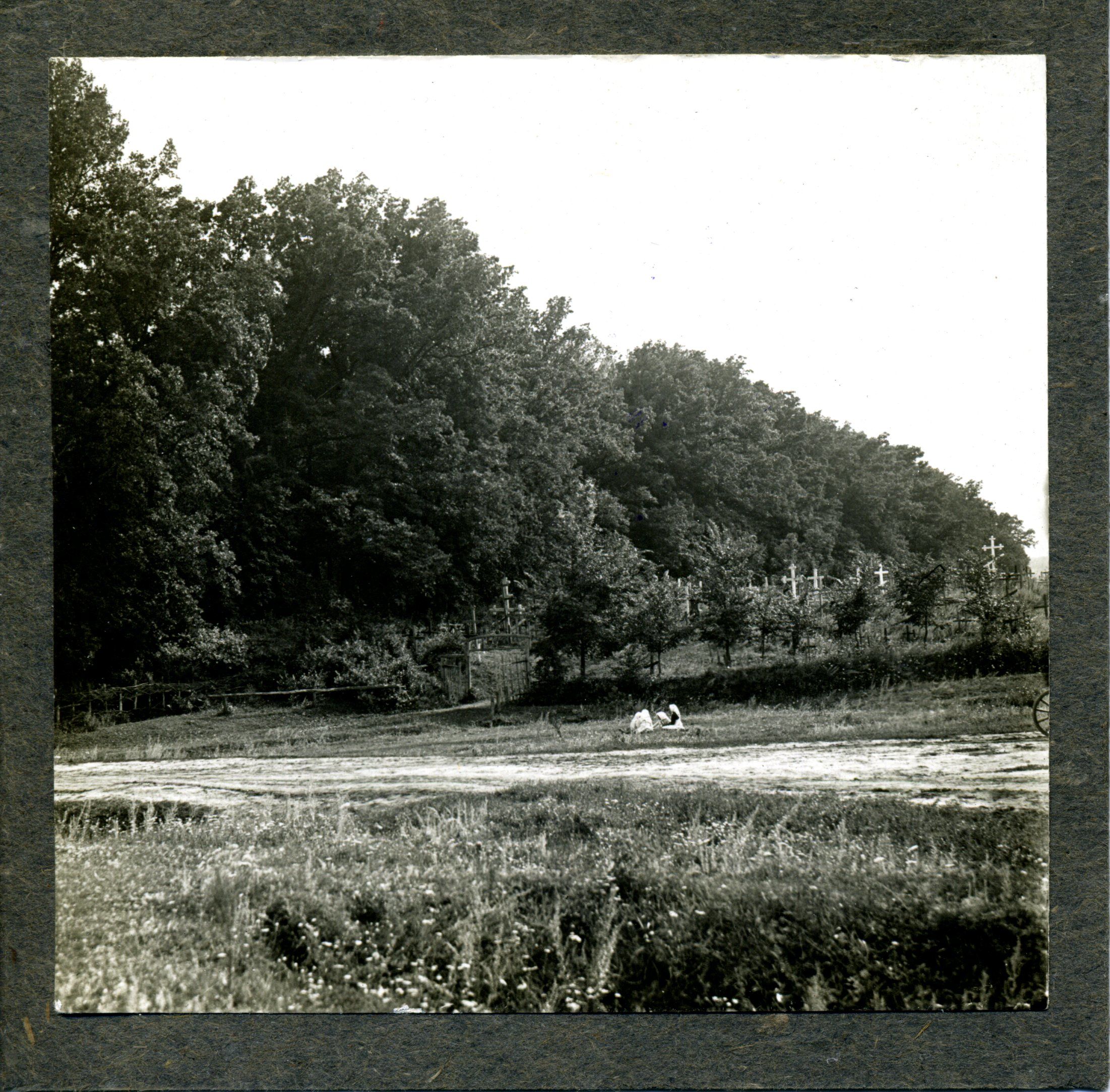 Защитная балка с лесом в имении графа Орлова-Давыдова. Фотография. 1911–1914