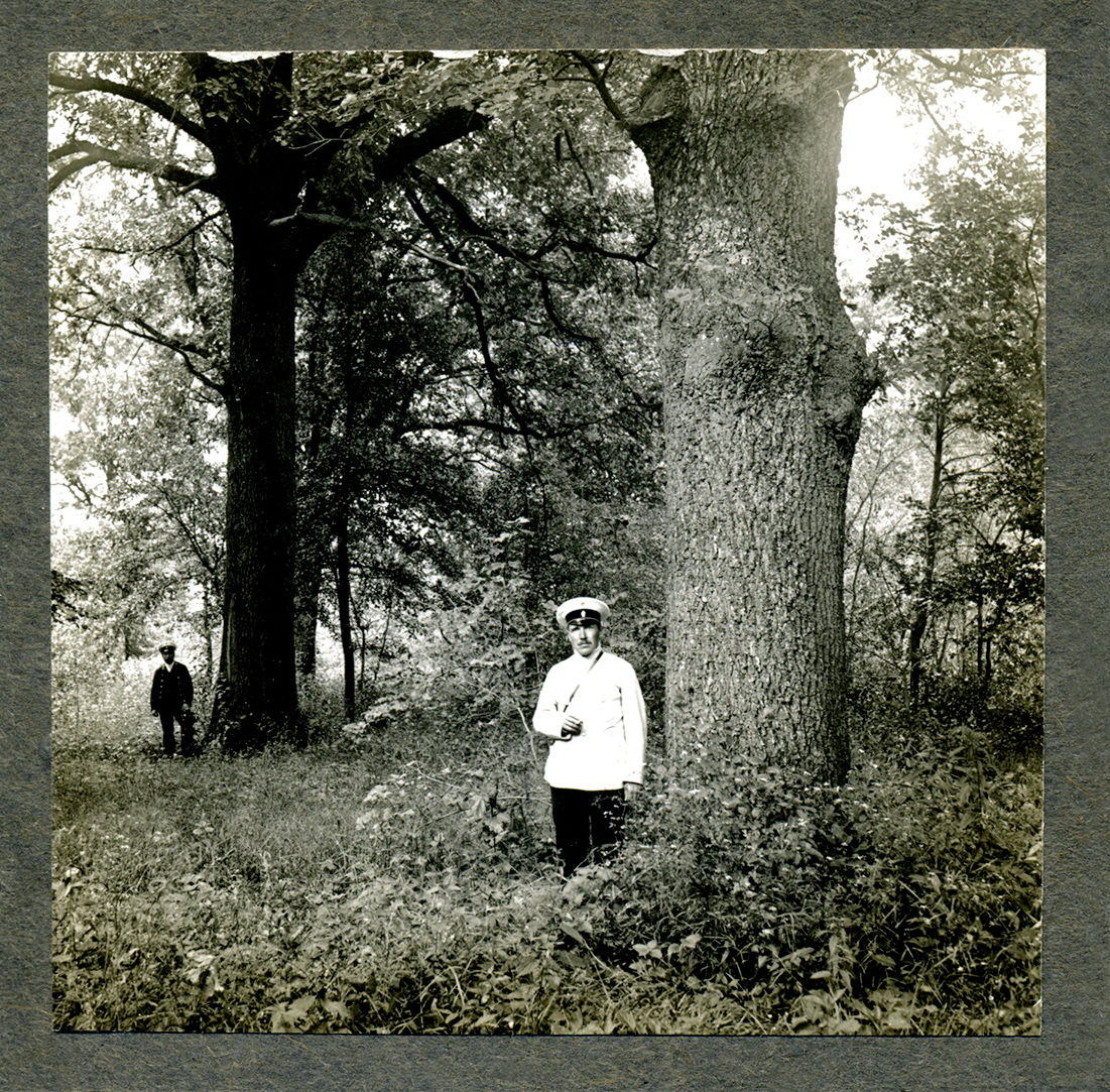 Заповедные дубы в парке Е. А. Воронцовой-Дашковой. Фотография. 1913.
